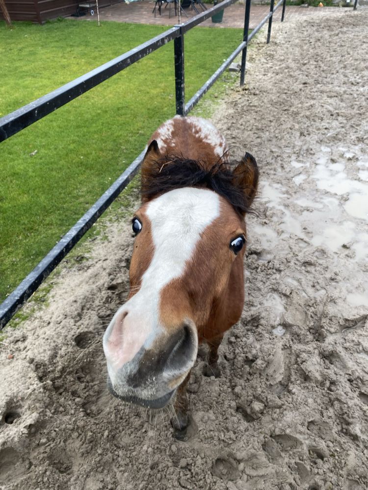 Sprzedam tarantowatego wałacha po Arabian-Atin-Ro