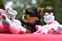 Yorkshire Terrier - ZKwP (FCI) - Piesek