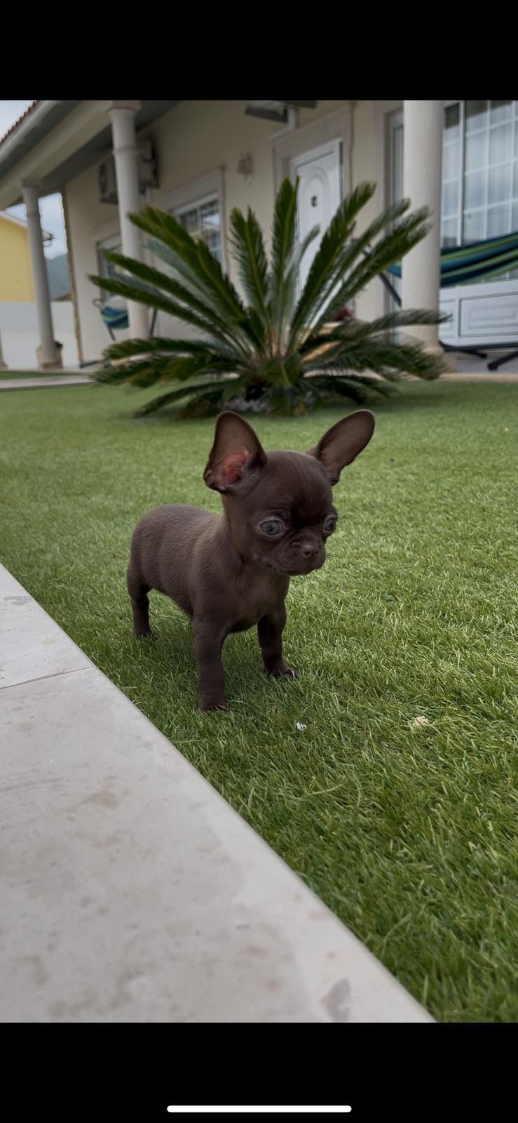 Chihuahua fêmea.. miniatura