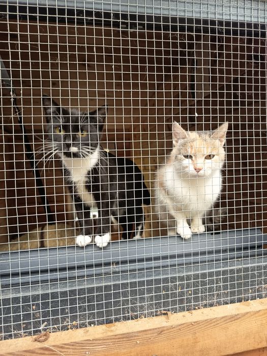 Aslan, labrador, 2 letni, nie do dzieci