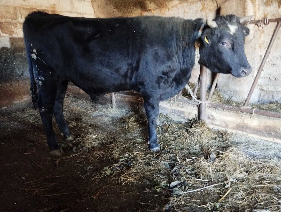 Jałówka do zacielenia i byk