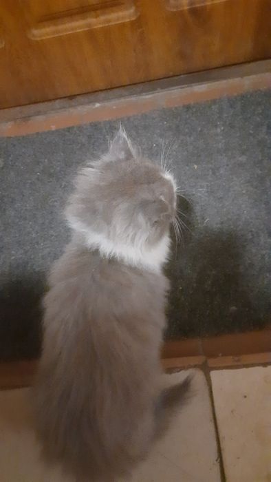 Кошенята рвуться до вас