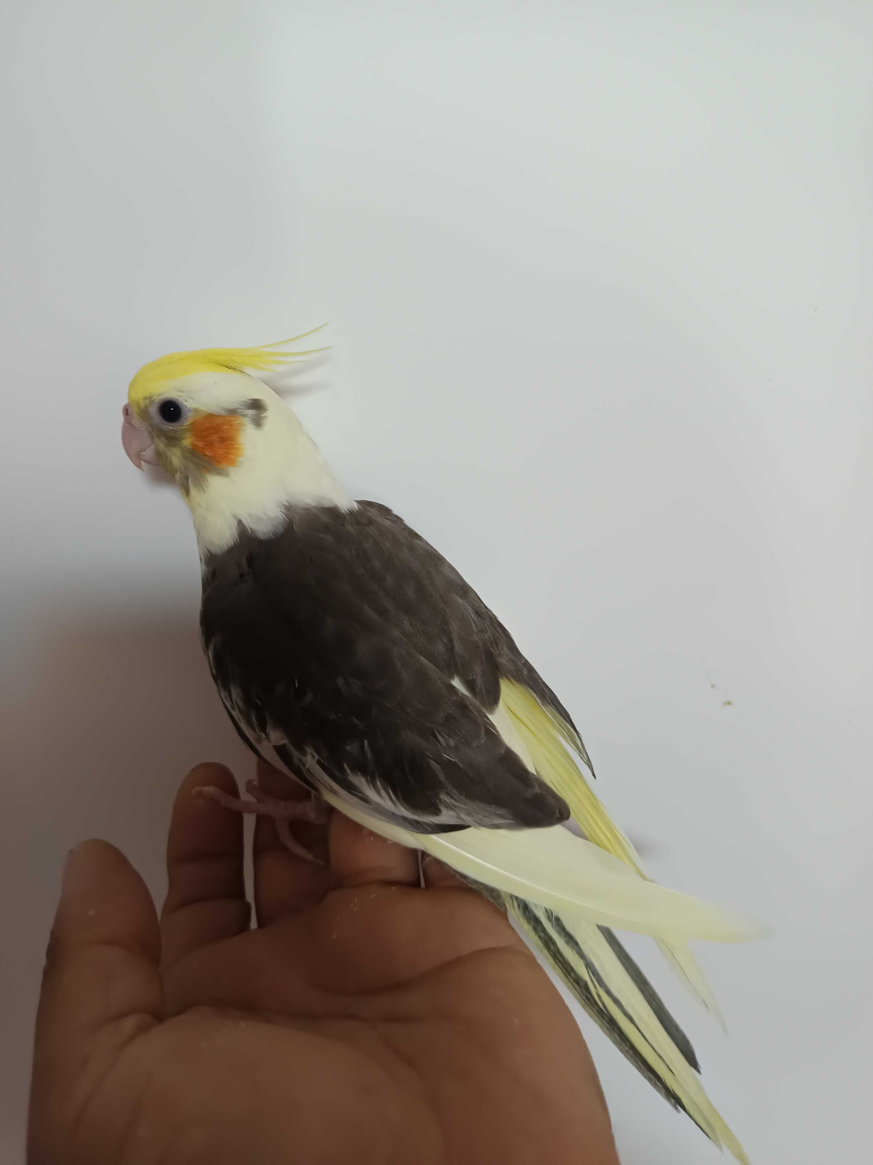 Agapórnis domesticados e caturras domesticadas