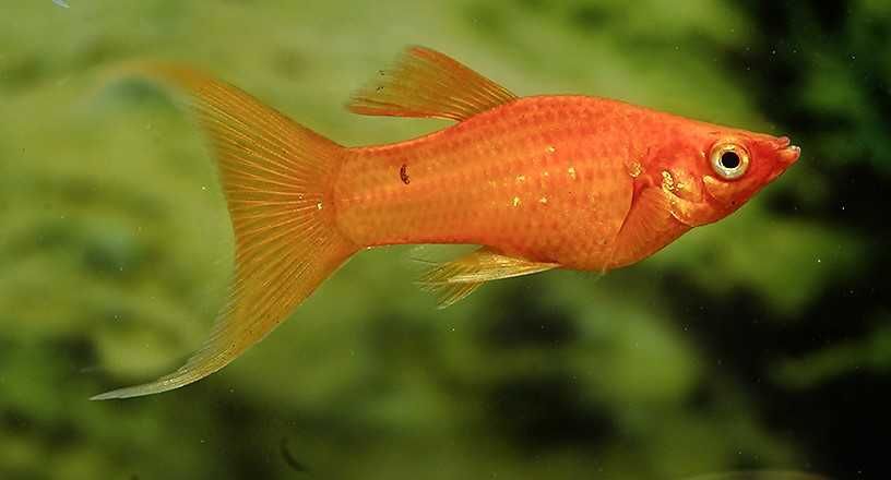 Molinezja czerwona - Sklep Zoologiczny