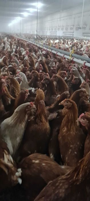 Kury Nioski młode z pierwszym jajkiem 25tyg.Kurki z wolnego-wybiegu.