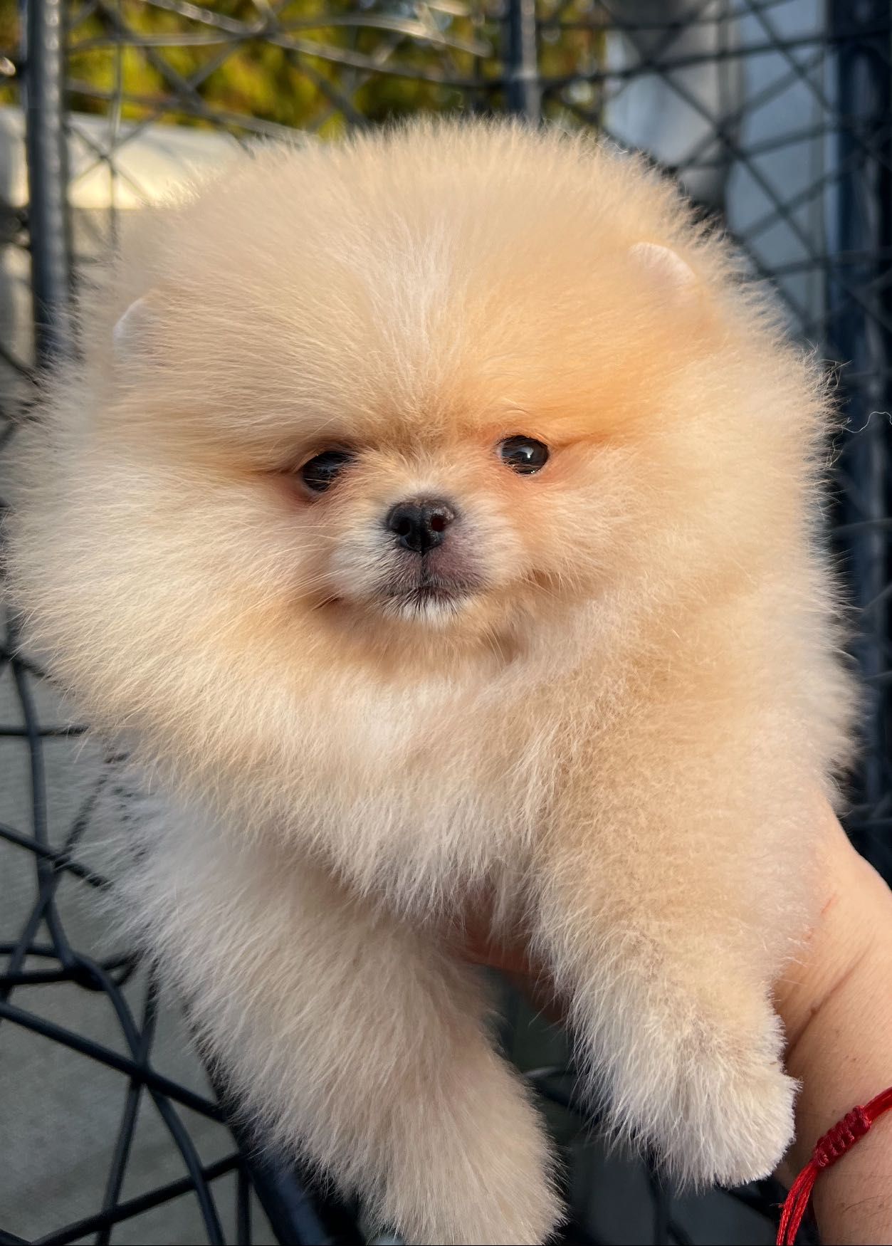 Szpic miniaturowy Pomeranian FCI zkwp suczka