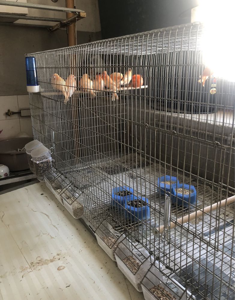 Varias gaiolas e voadeiras para cedencia