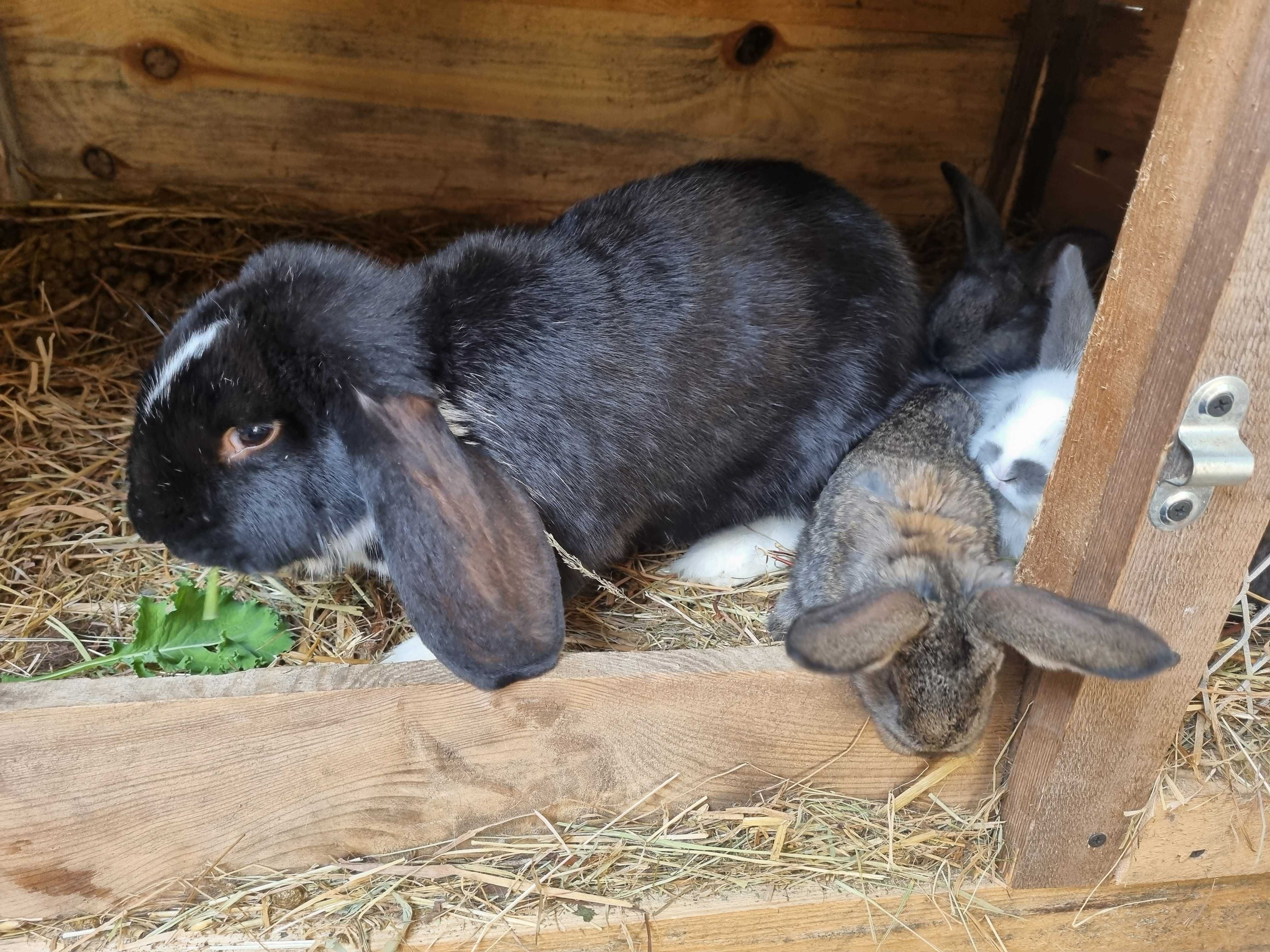 królik samica z młodymi baran francuski