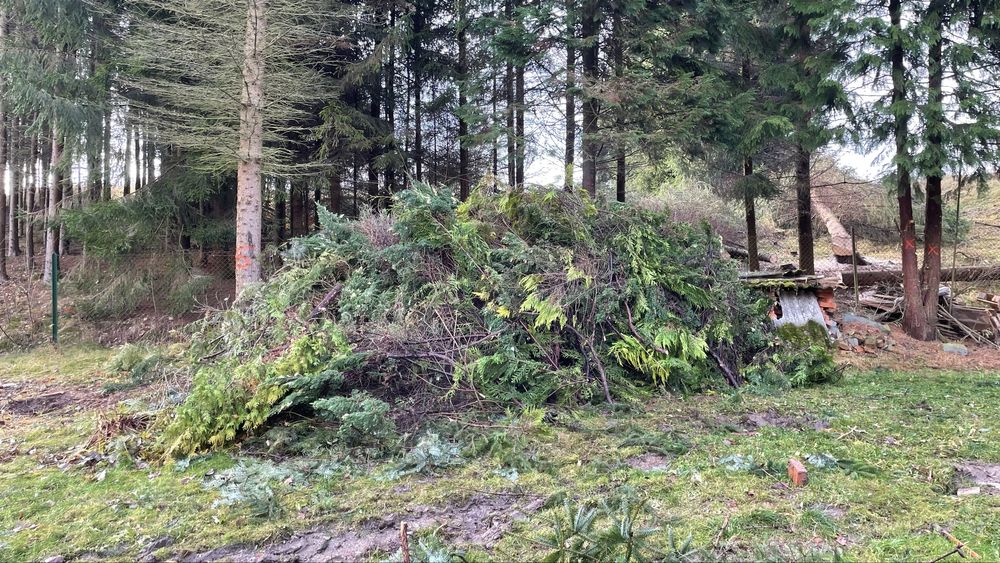 Oddam Gałęzie jodła/ świerk tuja