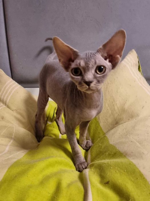 Kocięta koty Devon Rex