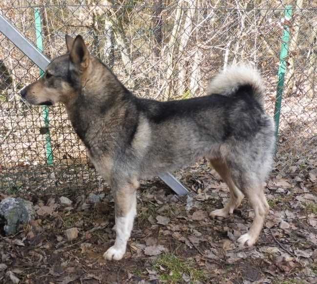 Młody ok 2 letni w typie lajki syberyjskiej nadal szuka domku...