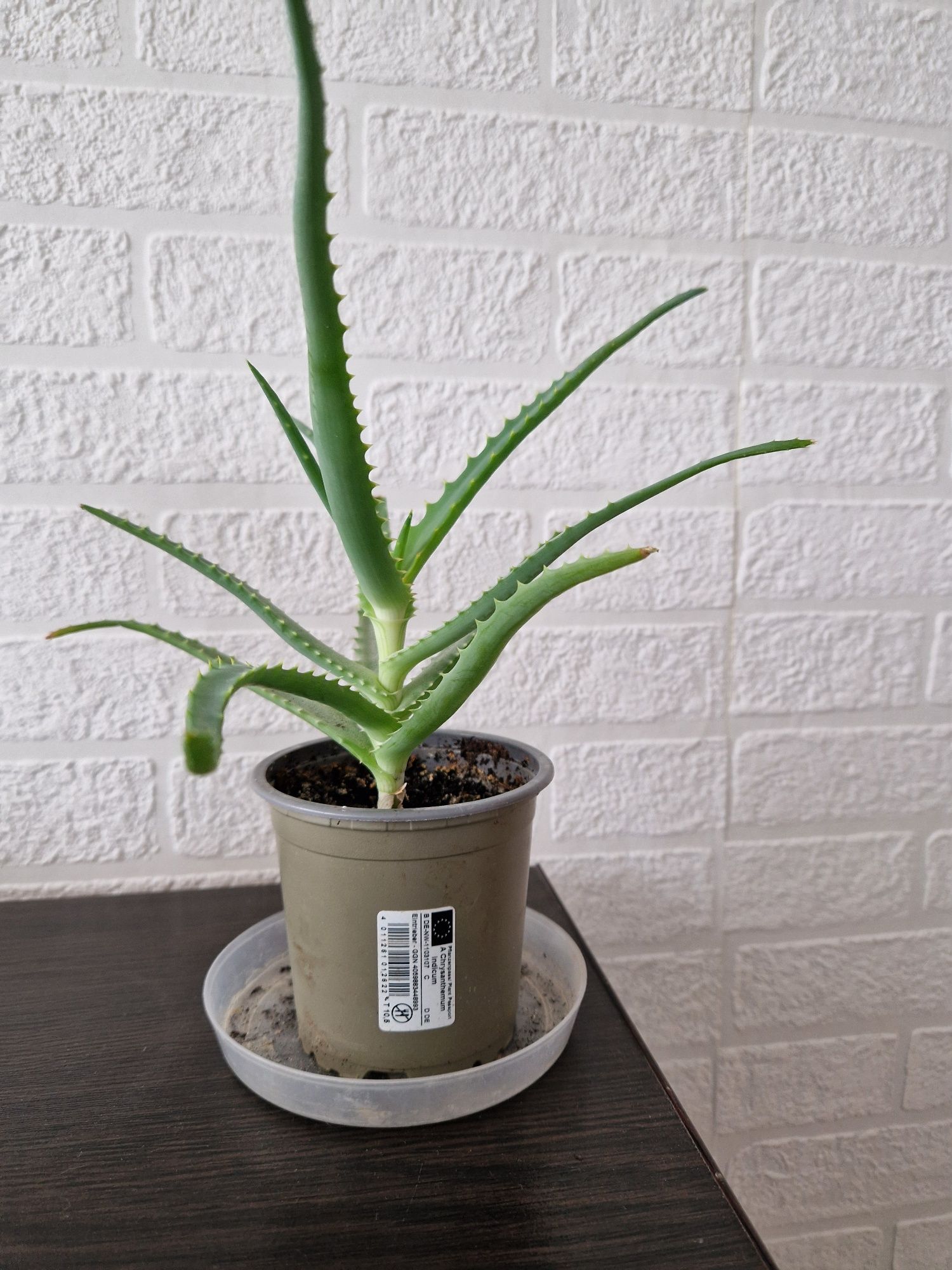 Kaktus aloes  leczniczyi