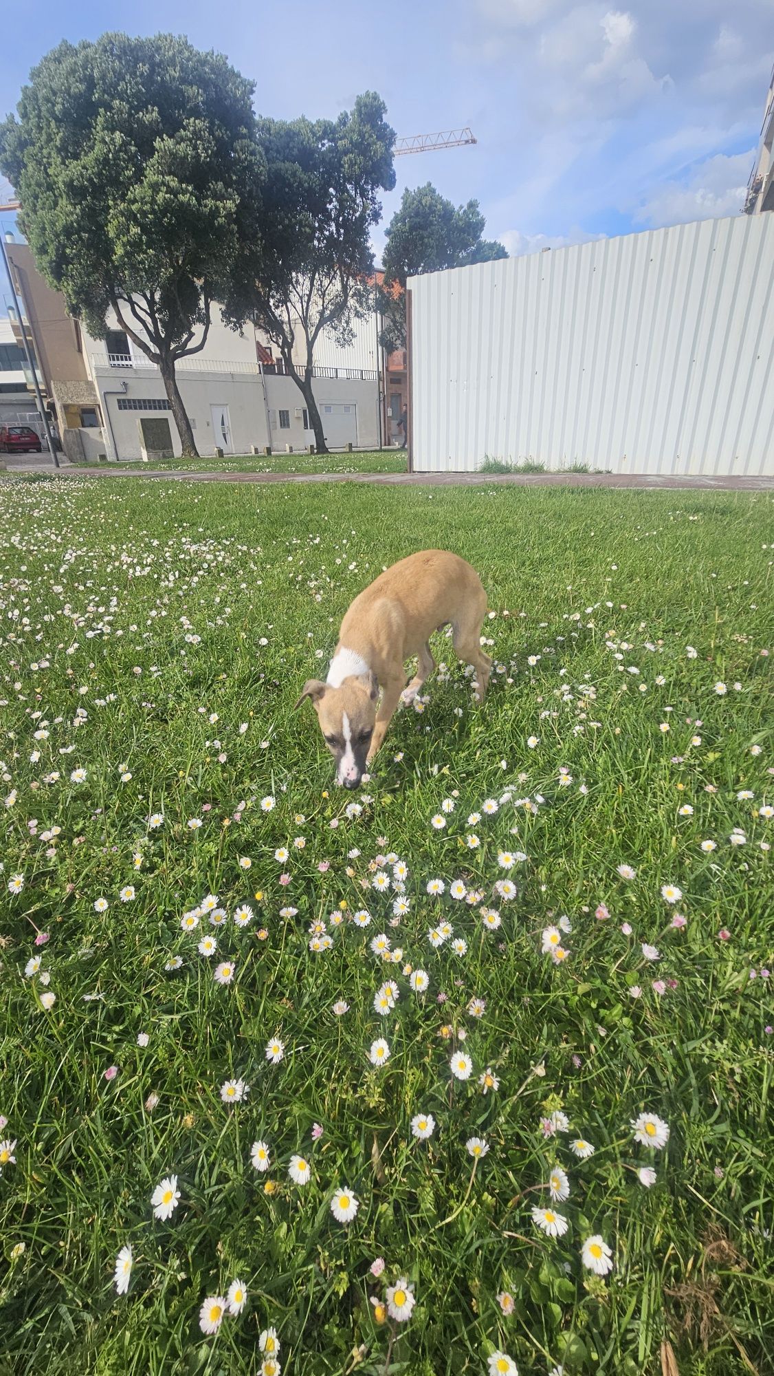 Galgo whippet macho