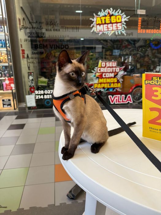 Siamês para doar 5 meses e meio