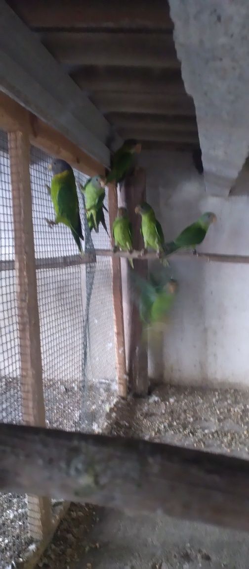 Vendo Cabeças de Ameixa