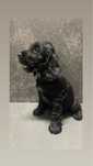 Cocker Spaniel Femea 2 meses
