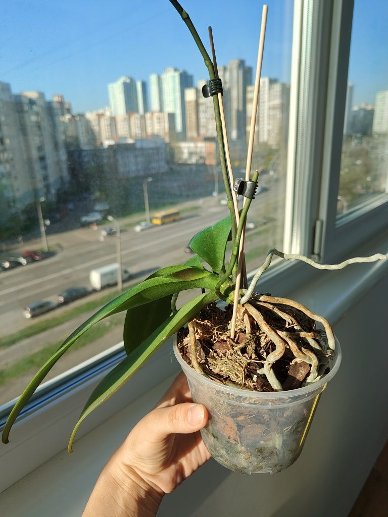 Орхідея, Phal. Yaphon Green Batman бабочка 3,5