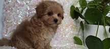 Maltipoo suczka typ laleczki z certyfikatem