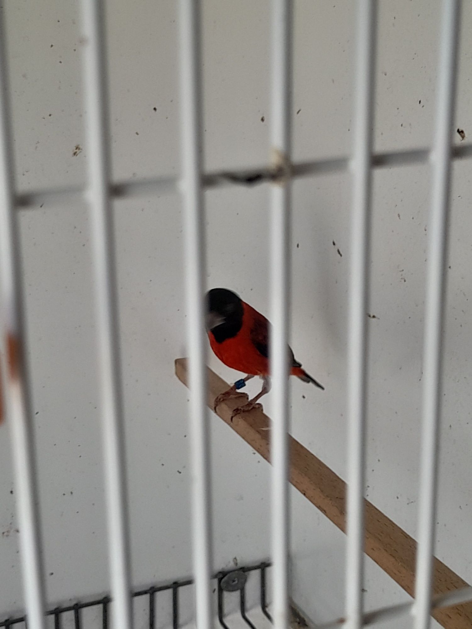 Cardinalitos da Venezuela