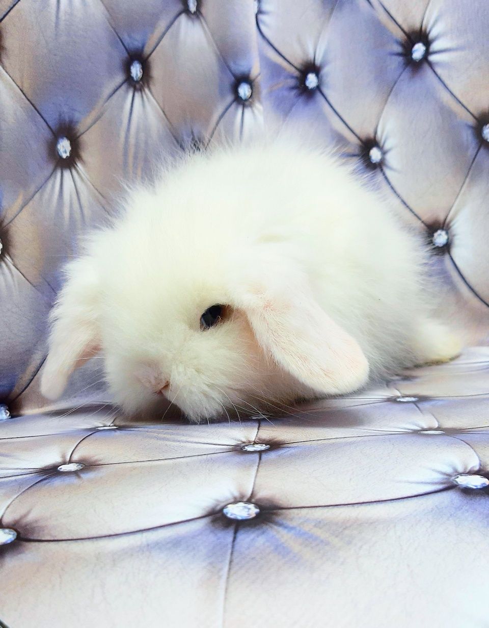 Карликовые супер мини кролики торчеухие и вислоухие декорат. крольчата