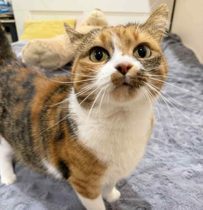 Misia, śliczna koteczka czeka na ciepły domek