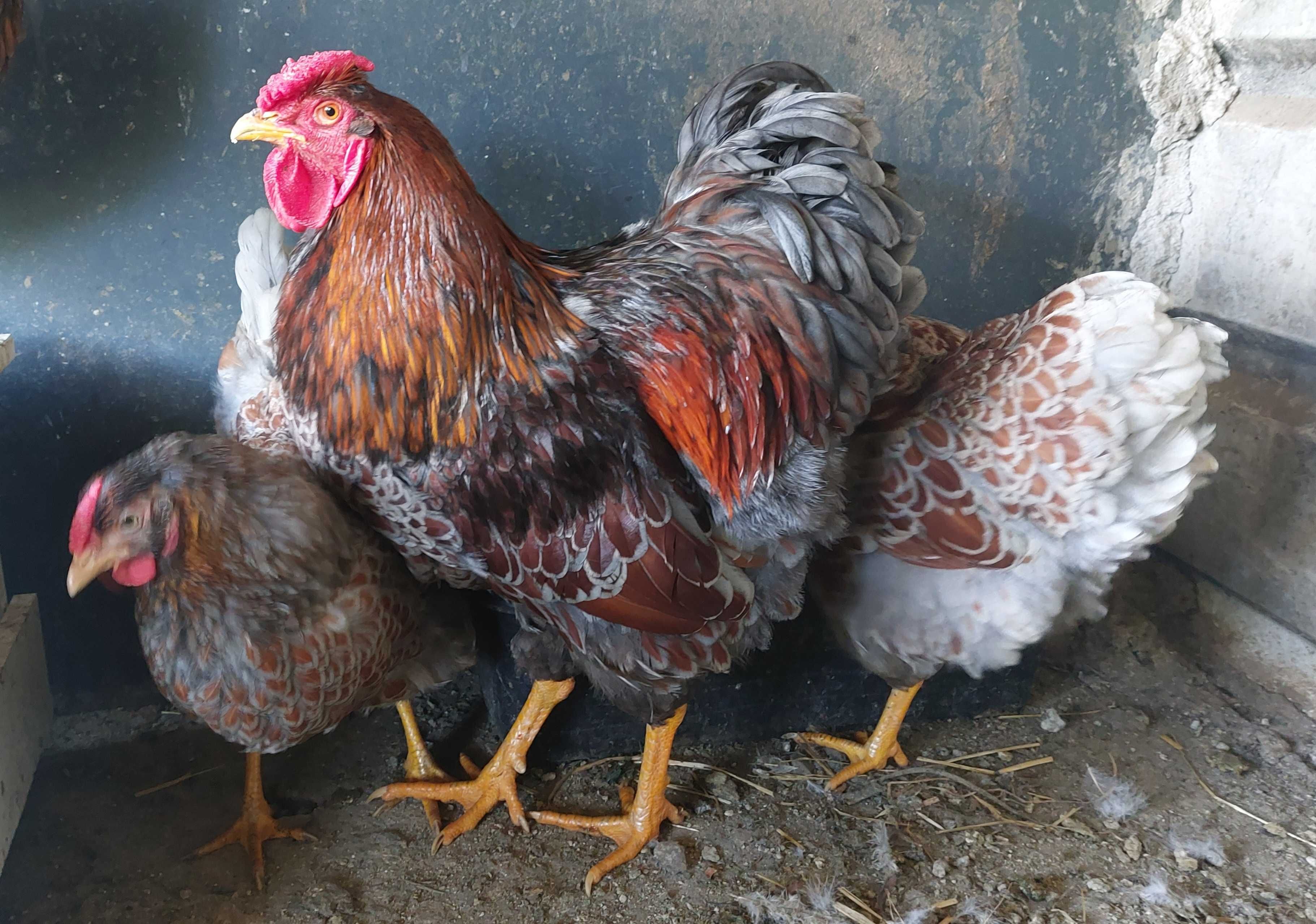 Ovos galados/ férteis disponíveis de wyandotte e brahma...