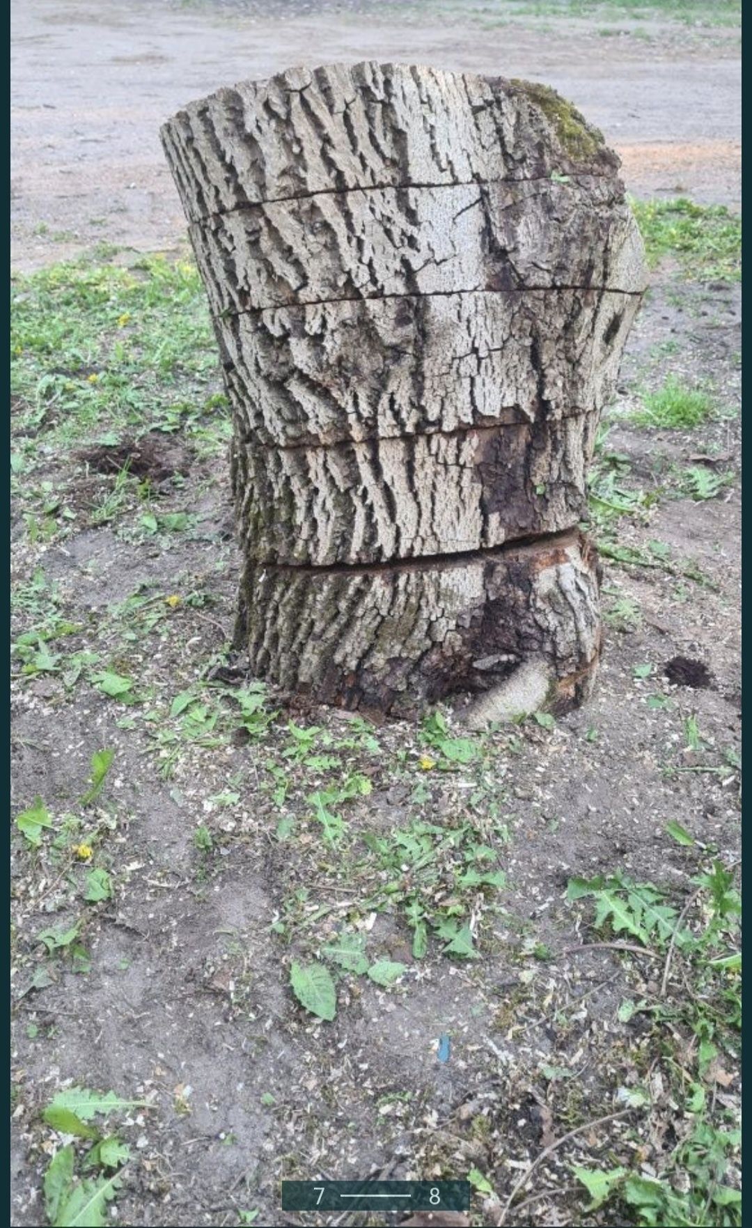 Pień drzewa orzecha włoskiego