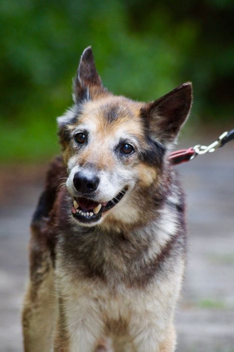 Bruno- łagodny i poczciwy staruszek do adopcji