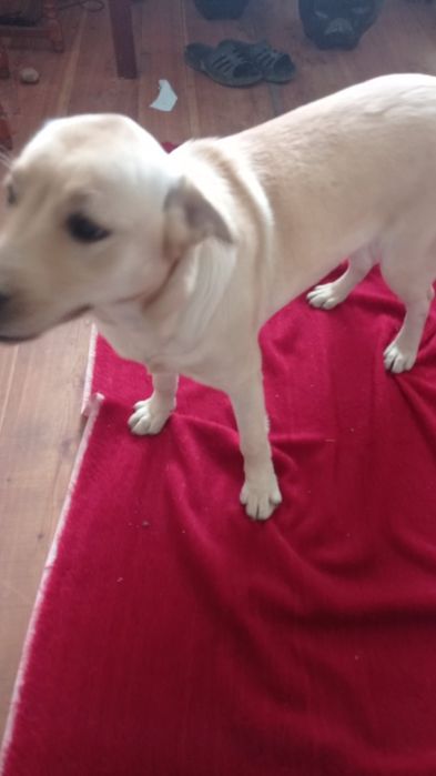 Собака з паспортом