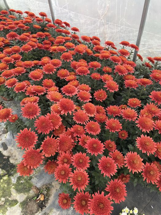 Sprzedam chryzantemy