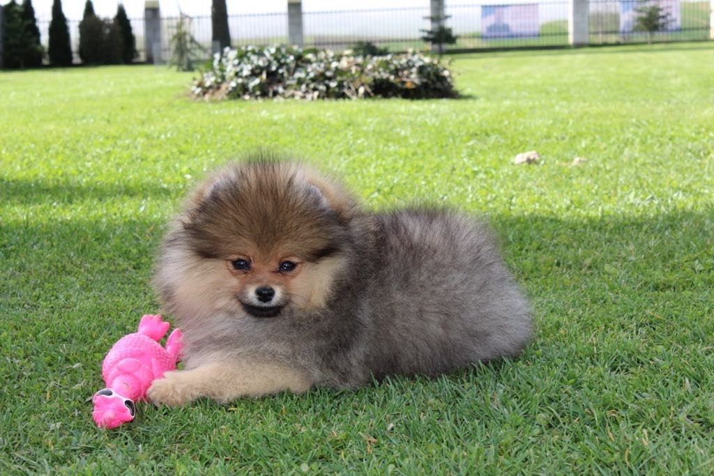 Szpic miniaturowy. Pomeranian