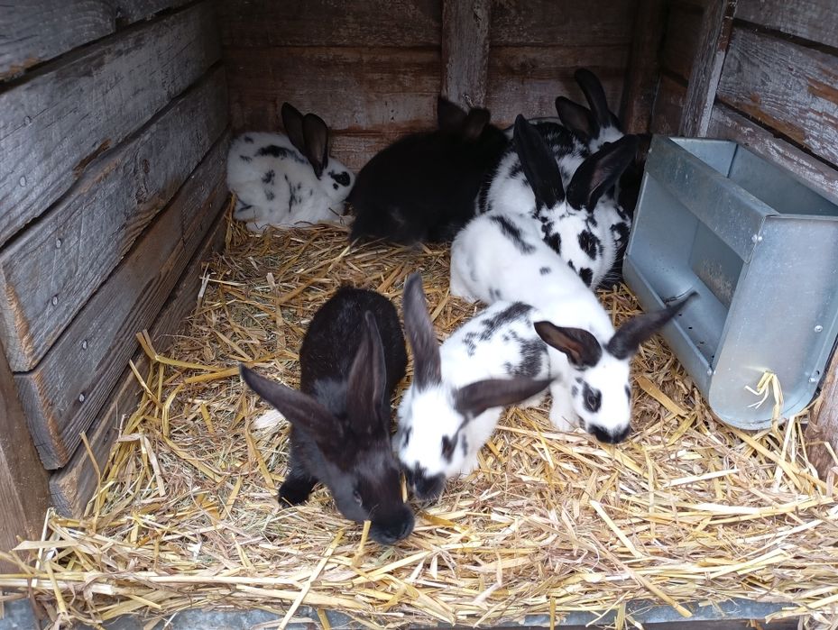 Sprzedam młode króliki