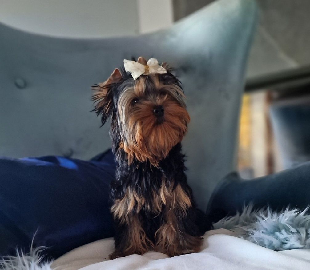 Yorkshire Terrier York FCI SUCZKA