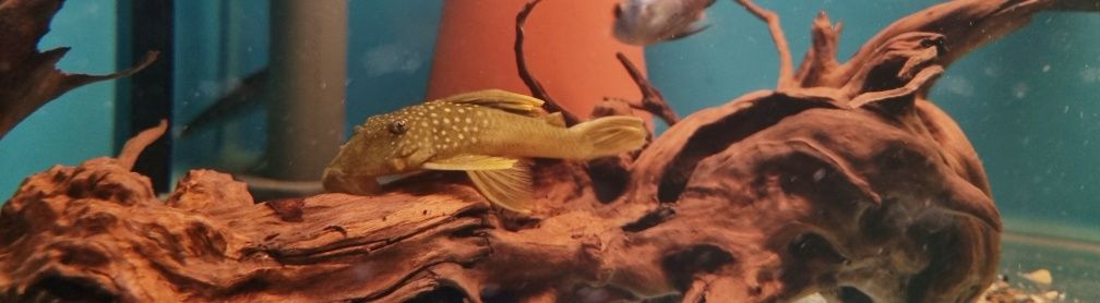 Zbrojnik L200 green phantom (Hemiancistrus subviridis) odłów f0