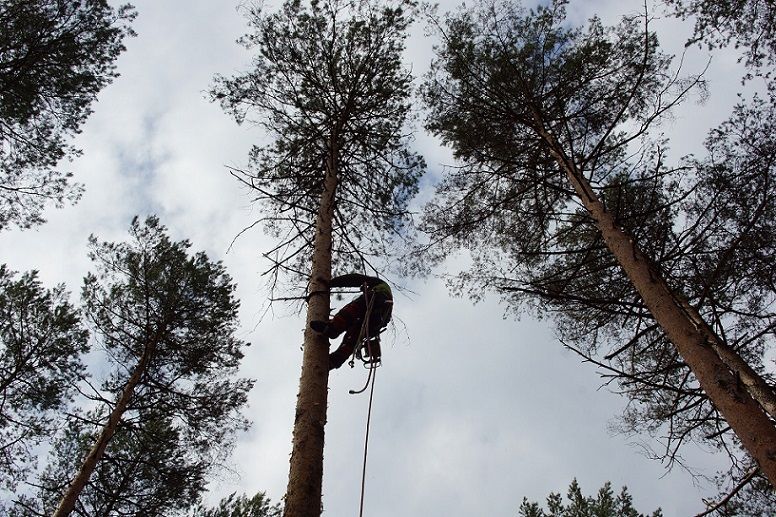 Wycinanie drzew Arciechów, Rynia, Zaubice, Kuligów, Ruda, Marianów