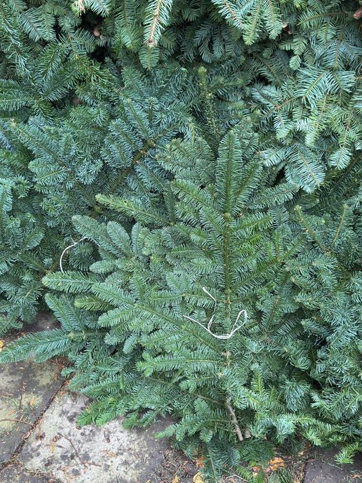 Jodła Nobilis gałęzie