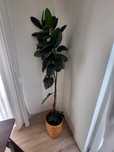 Planta verde e vaso