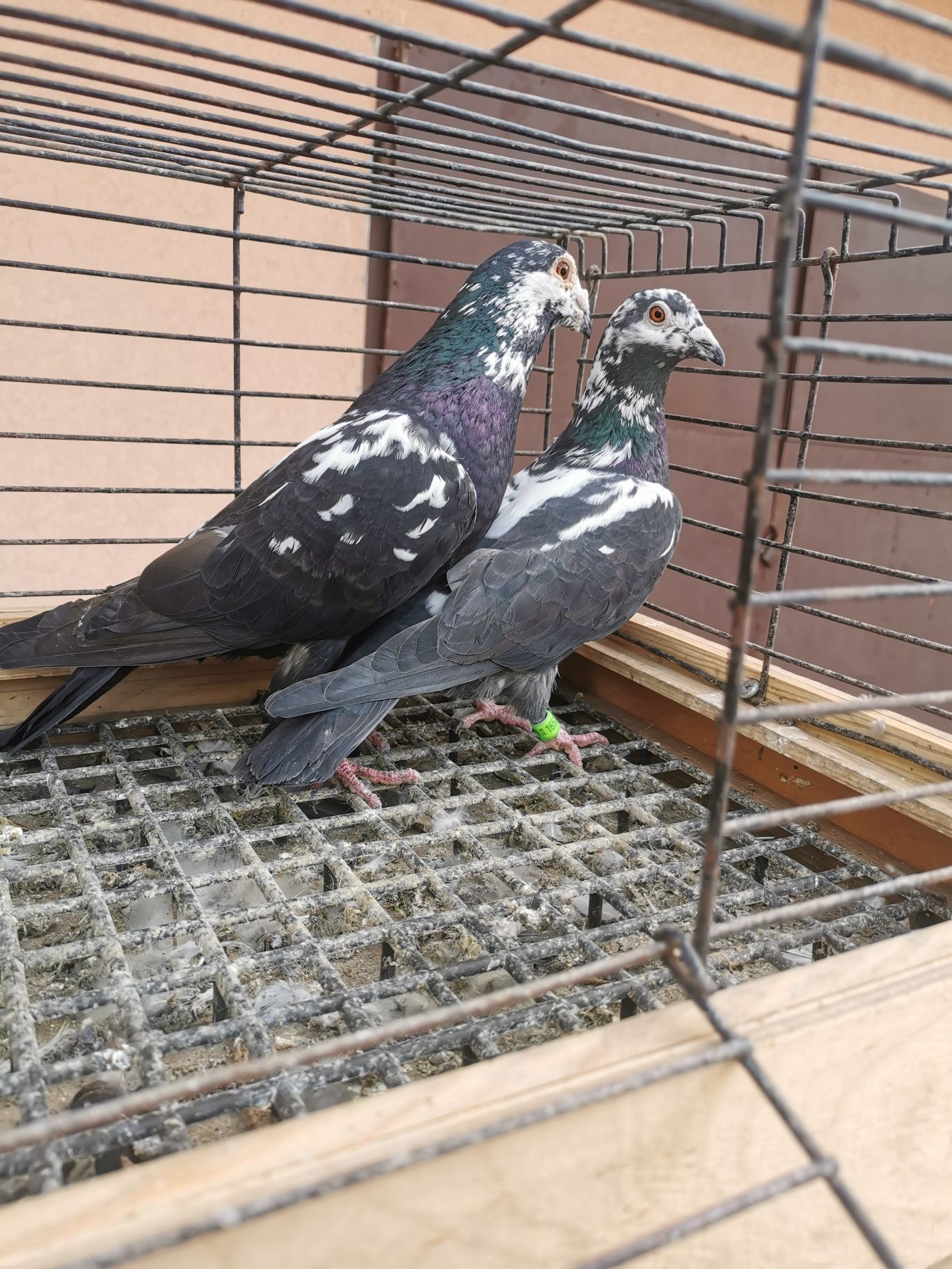 Golebie pocztowe tygrysy