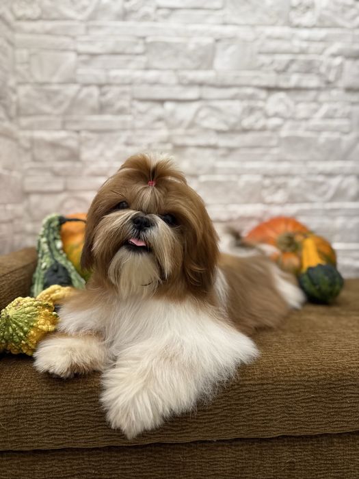 Shih tzu FCI ZKwP