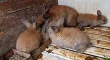 Coelhos caseiros