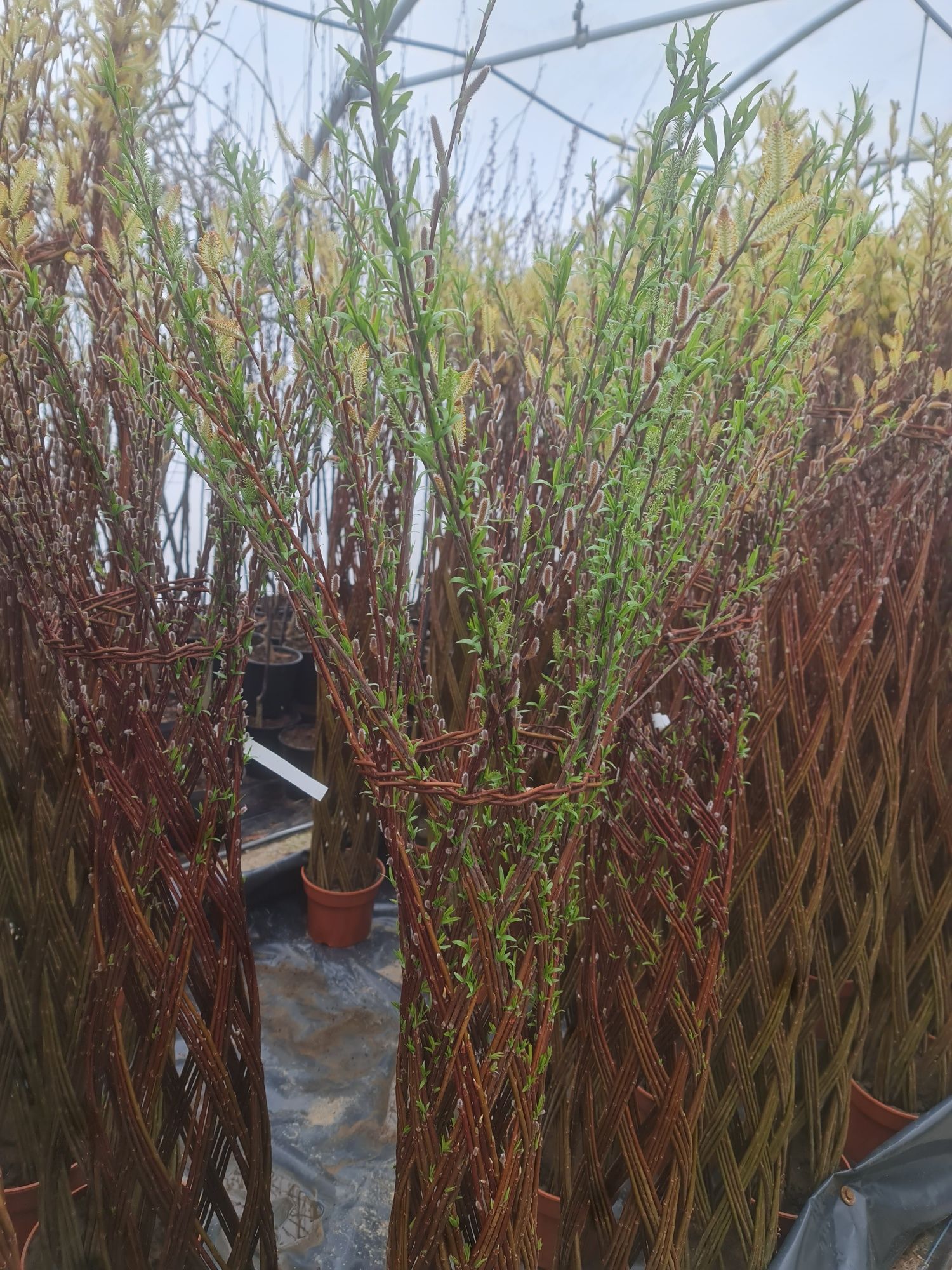 Wierzba purpurowa Zaplatana Salix purpurea