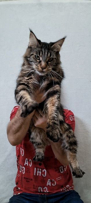 Доросла Крупна дівчинка мейн-кун