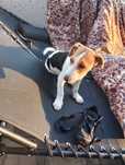 Sprzedam pieska rasy Jack Russell terrier