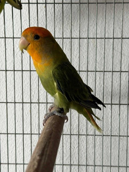 Agapones  possibilidade de ser casal ou individual aves muito bonitas