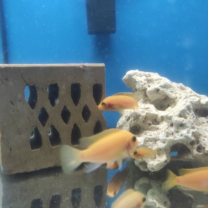 Pyszczaki Red redy i fier fish