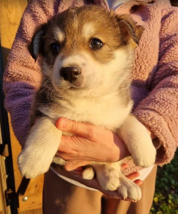 Szczeniak, mały piesek za darmo, mieszaniec.