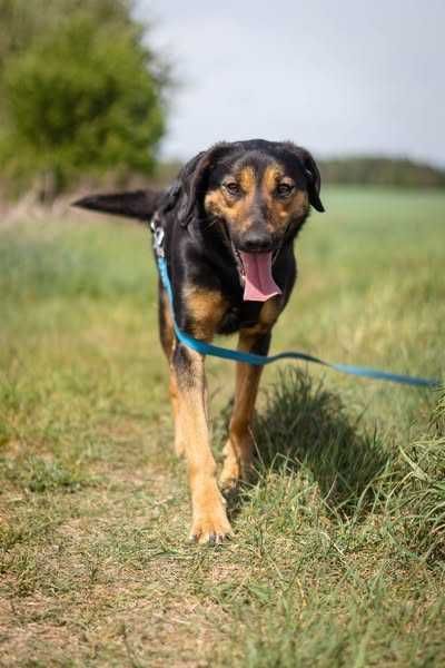 Młoda przyjazna Shila szuka domku