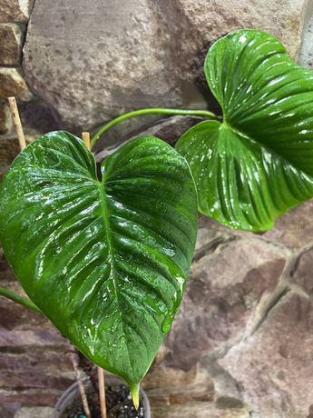 Philodendron Montanum