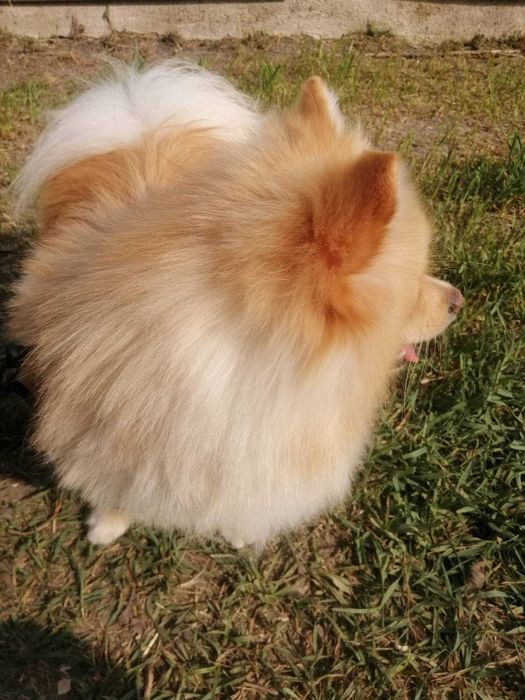 Померанский шпиц мальчик Джонни ищет девочку. Вязка