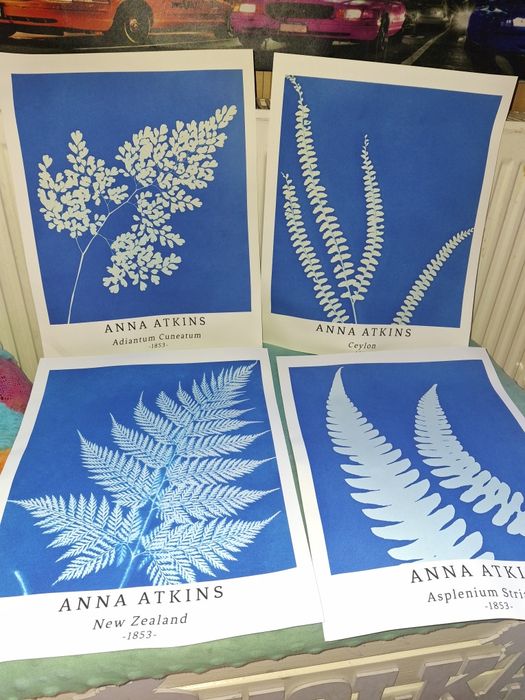 Grafika kwiatowa anna atkins